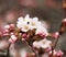 Â Sakura. Cherry Blossom in Springtime. Beautiful Pink Flowers